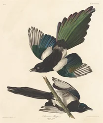 Amerikanische Elster, 1837