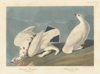 Amerikanisches Schneehuhn und Weißschwanz-Schneehuhn, 1838.