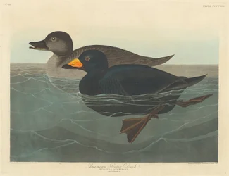 Amerikanische Trauerente, 1838