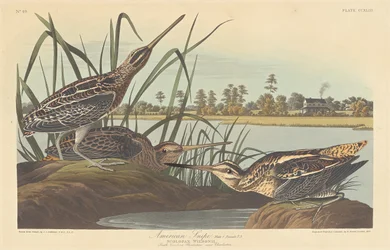 Amerikanische Schnepfe, 1835