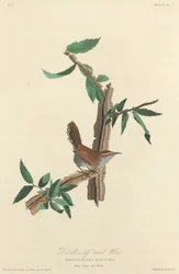 Bewicks Langschwanz-Zaunkönig, 1827