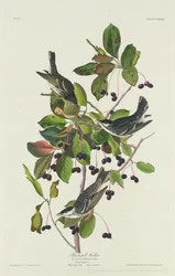 Schwarzkehl-Waldsänger, 1832