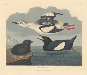 Gryllteiste, 1834.