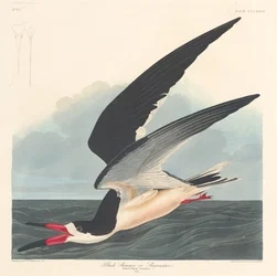 Schwarzer Skimmer, 1836