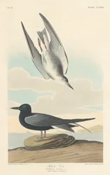Trauerseeschwalbe, 1835.