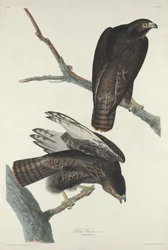 Schwarzer Krieger, 1830
