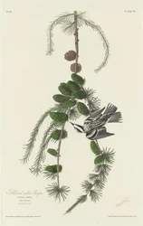 Schwarz-weißer Baumläufer, 1830