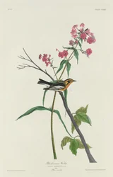Schwarzkehl-Waldsänger, 1832