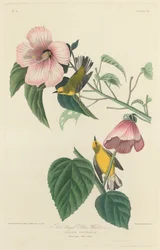 Blauflügeliger Gelb-Waldsänger, 1827