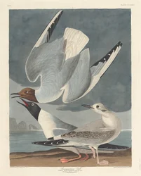 Bonapartemöwe (1836)