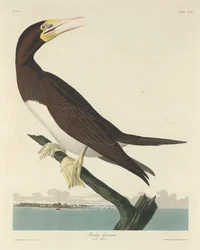 Tölpel, 1834