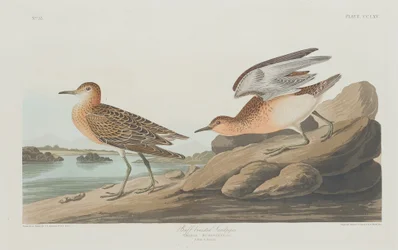 Sandstrandläufer, 1835