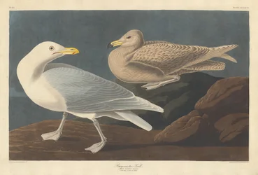 Burgomaster-Möwe, 1837