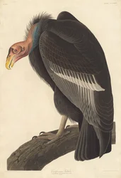 Kalifornischer Geier, 1838