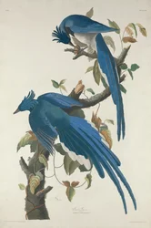 Columbia Jay, 1830
