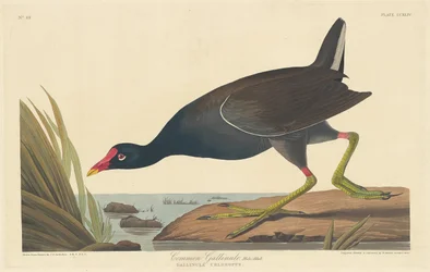 Teichhuhn, 1835