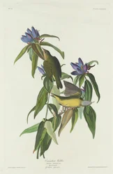 Connecticut-Waldsänger, 1832