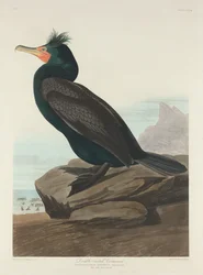 Doppelkammorant, 1835