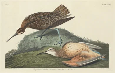 Eskimo-Brachvogel, 1834