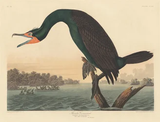 Florida-Kormoran, 1835