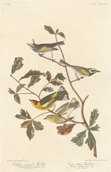 Goldflügel-Waldsänger und Cape-May-Waldsänger, 1838