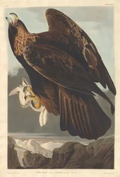 Steinadler, 1833