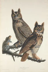 Virginia-Uhu, 1829