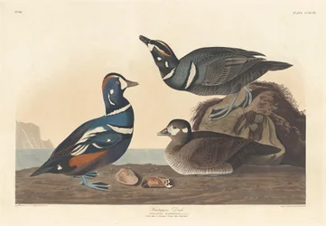 Harlekinente, 1836