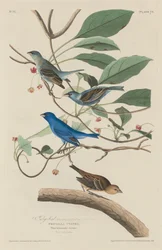 Indigovogel, 1829