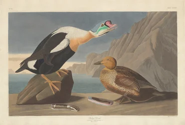 Königsente, 1835