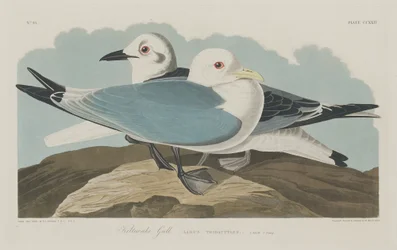 Dreizehenmöwe, 1834
