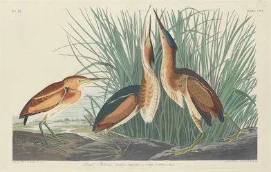 Kleinster Rohrdommel, 1834