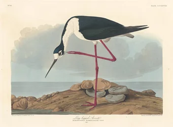 Langbeiniger Säbelschnäbler, 1836