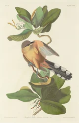 Mangrovenkuckuck, 1833