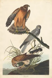 Sumpffalke, 1837