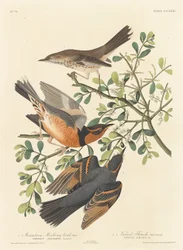 Bergspottdrossel und bunter Drossel, 1837