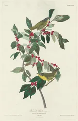 Nashville-Waldsänger, 1830