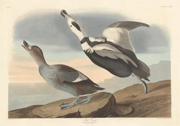Pied Duck, 1836