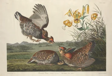 Präriehuhn, 1834