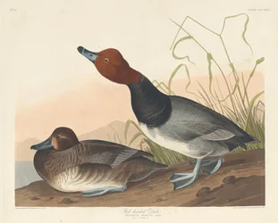 Rotkopfente, 1836