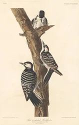 Rotkappen-Specht, 1837