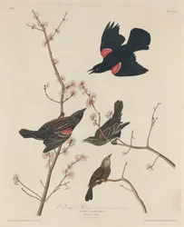 Rotflügelstärling, 1829