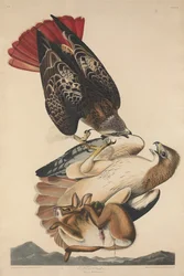 Rotschwanzbussard, 1829.
