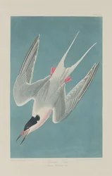 Rosenseeschwalbe, 1835