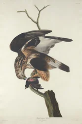 Raufußbussard, 1833