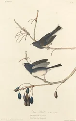 Schneevogel, 1827