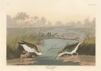Gefleckter Strandläufer, 1836