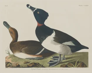 Reiherente, 1834
