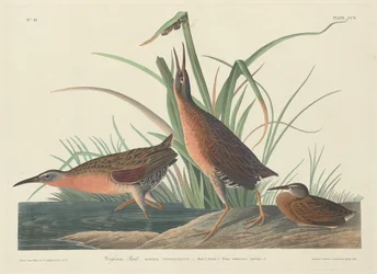Virginia-Ralle, 1834