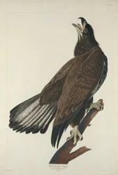 Weißkopfseeadler